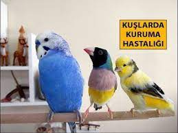 kuslarda kuruma hastaligi ve belirtileri muhabbet kuslari kus papagan