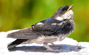 Sehingga sangat patut untuk diketahui artinya agar menjadi panutan dan pertanda yang sangat penting. 21 Arti Mimpi Tentang Burung Layang Layang Rumah Menurut Primbon Jawa Dan Islam Perjalanan