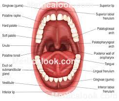 Mens Mouth Structure Mouth Human Anatomy Organs Anatomy Organs Anatomy Soft Palate
