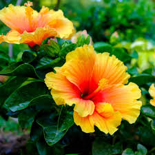 Image result for Hibiscus fuscus