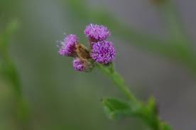 Image result for Litogyne gariepina