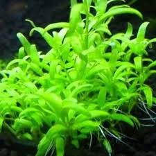 Image result for Elatine triandra