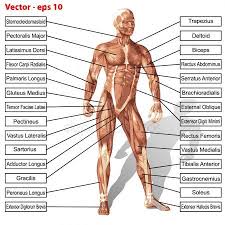 Welcome to innerbody.com, a free educational resource for learning about human anatomy and physiology. 15 Wayne Body Ideas Muscular System Human Anatomy Man Anatomy