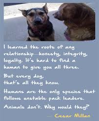Cesar Millan On Honesty Integrity And Loyalty Dogs Cesar Millan Cute Animals Images