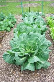 They are low in calories and high in protein, vitamins, and minerals. 250 Vates Collards Collard Greens Brassica Oleracea Acephala Vegetable Seeds Buy Online In Madagascar At Madagascar Desertcart Com Productid 100165601