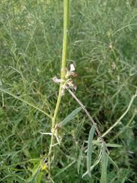 Image result for Indigastrum parviflorum