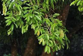 Image result for Diospyros mespiliformis