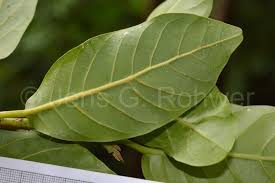 Image result for Cryptocarya liebertiana