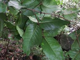 Image result for Eugenia malangensis