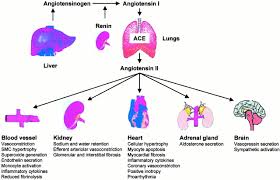 Image result for ACE Inhibitor