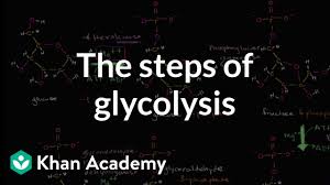Splitting the molecule in half producing two new daughter cells or 2 molecules of a carbon compound Steps Of Glycolysis Video Glycolysis Khan Academy
