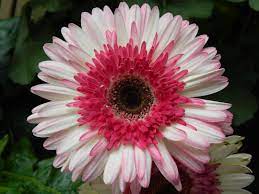 Watermelon Lollipop Gerbera Daisy Love These I Hope I Can Get Last Year S Lollipop To Bloom Again This Year Gerbera Daisy Gerbera Plant Gerbera