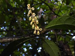 Image result for Rinorea laurentii