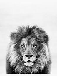 Black And White Lion Picture Framed Pin On Lion Tattoo