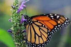 La Defensa De La Mariposa Monarca Una Responsabilidad De Todos En Eeuu Mariposa Monarca Danaus Plexippus Monarcas