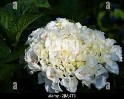 Image result for Hydrangea macrophylla bela obrázek