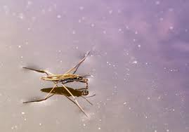 Tiere Im Teich Diese Insekten Frosche Molche Und Fische Leben Im Teich Teich Tiere Teich Tiere