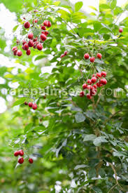 Zaila twirled and leaped with excitement after spelling the winning word, murraya, a genus of tropical asiatic and australian trees. Murraya Paniculata Buy Seeds At Rarepalmseeds Com