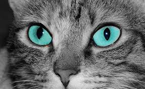 Bir Gri Tekir Kedi Yuzunu Kapat Gumus Tekir Kedi Hayvanlar Evcil Hayvan Hd Masaustu Duvar Kagidi Wallpaperbetter