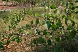 Image result for Polhillides