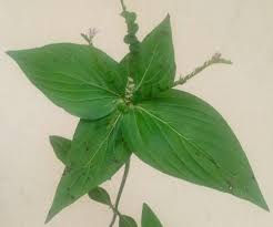 Image result for Spigelia anthelmia