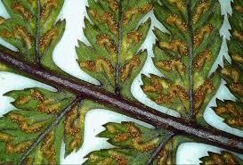 Image result for Isopyrum nipponicum