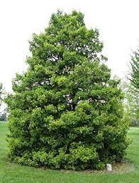 Free shipping on all orders. 500 American Holly Tree Seeds Ilex Opaca Buy Online In Andorra At Andorra Desertcart Com Productid 106936686