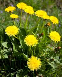 Weeds that establish, persist and spread widely in natural ecosystems outside the plant's native range. Common Lawn Weeds And How To Get Rid Of Them