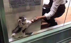 Create Comics Meme Fun With Cats Fun With Cats And Cats Stuck In The Window Frame Cat Comics Meme Arsenal Com