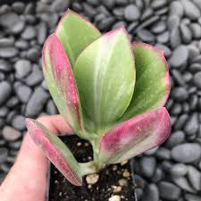 Image result for Crassula vaginata