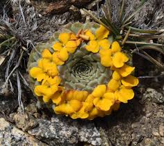 Image result for Viola eminii