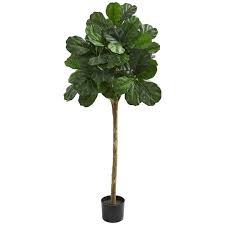 Younger fiddle leaf figs can temporarily live on shelves while they're small. 5ft Potted Fiddle Leaf Fig Tree Michaels