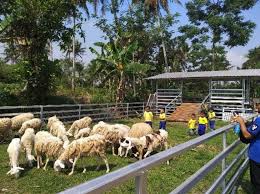 Kandang kambing merupakan salah satu kunci sukses dalam budidaya ternak kambing, peranan kandang dalam beternak. Ukuran Kandang Kambing Modern Yang Benar Desain Madani Farm Jogja