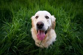 If you notice your dog eating more grass and weeds than normal it could be a sign of nutrient the most simple explanation for why dogs eat grass is that they like the taste and texture of it. Why Do Dogs Eat Grass Oscar Hooch