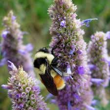 Grow plants in blocks or swathes to maximize their useful impact for bees. How To Grow A Bee Friendly Garden Wilderness Committee
