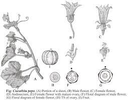 Image result for Cucurbitaceae