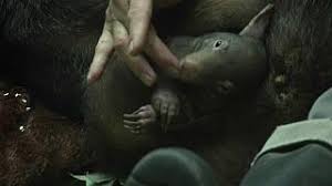 A cute little baby and mother wombat are the subjects of this week's ag flickr contributor shot. Eine Kleine Sensation Wombat Baby Apari Ist Da Euronews