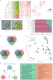 Despite the effect of genome size being to define the minimum size of a cell, within a cell type, genome size is a major predictor of final cell size across vascular plants. Genomes Of Early Diverging Streptophyte Algae Shed Light On Plant Terrestrialization Nature Plants