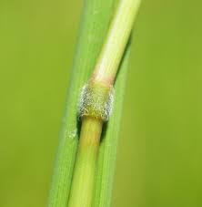 Image result for Blyxa hexandra