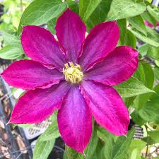 Главная каталог продукции клематисы окс (голландия). Clematis Kakio Pink Champagne Aus Eigener Produktion Alfred Forster Ag