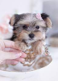 Morkie Puppy For Sale Teacup Puppies 471 In 2020 Teacup Puppies Puppies For Sale Teacup Puppies For Sale