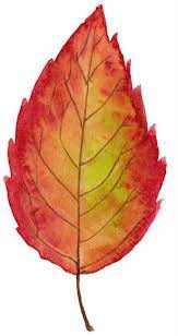 Watercolor Fall Leaves Clipart Bright Autumn Leaves Wreath Etsy Autumn Leaves Art Leaf Clipart Autumn Leaves