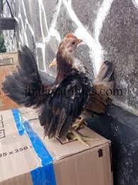 Ayam Serama Usia 4 Bulan Bald Eagle Serama Animals