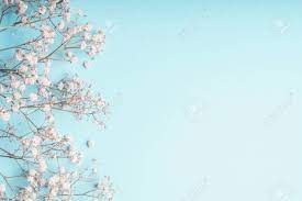 Children's seamless pattern with spring rainbow, moon, sun, bird and flower in pastel colors. Light Blue Floral Background With White Gypsophila Flowers And Stock Photo Picture And Royalty Free Image Image 109234394