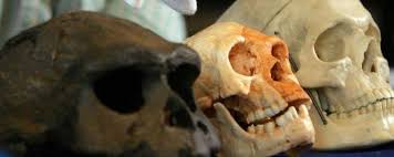 Du point de vue de la forme, la science mat�rielle, en faisant la synth�se de ses nombreuses et patientes observations. Indonesie Decouverte De L Ancetre De L Homme De Flores Dit Le Hobbit