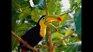Like lions in africa, tamarins have become flagship mammals in the amazon basin. Best Relaxing Jungle Sounds Tropical Amazon Rainforest With Distant Thunder 3 Hours Long Chillout Youtube