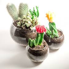Pietydeko suculentas falsas, 10pcs verde suculentas artificiales y ornamentos de plantas de cactus para la decoración de la pared de plantas materiales de. 20 Adorable Diy Terrarium Ideas Terrario Cactus Suculentas Diy Terrario De Suculentas
