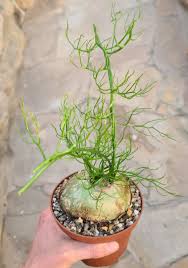 Image result for Bowiea volubilis