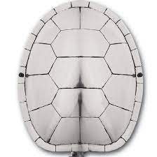 Turtle shells for sale on 1stdibs. Turtle Shell Wall Sconce Cabana Home