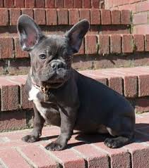 We did not find results for: French Bulldog Puppies For Sale Ga Pets Lovers